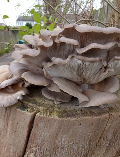 Abundant fruiting on a well-decayed poplar stump in Pitsea, Essex.